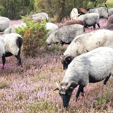 Appartement Hillmer Bispingen