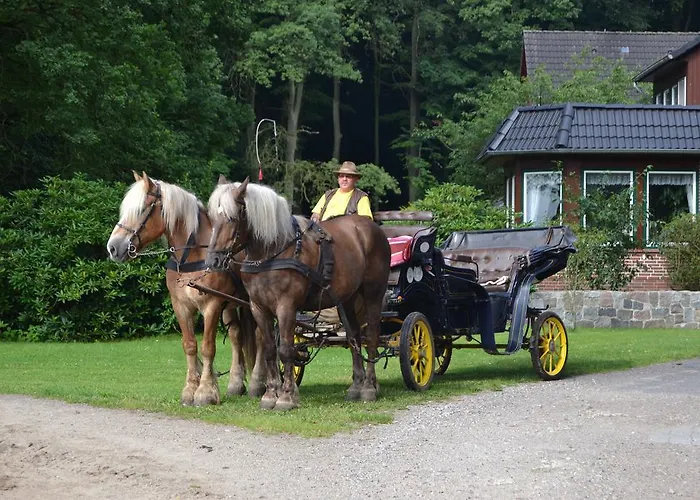Hillmer Daire Bispingen